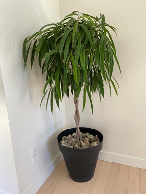 Live Potted Plant Lot #1
