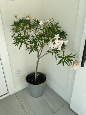Live Potted Plant Lot #2