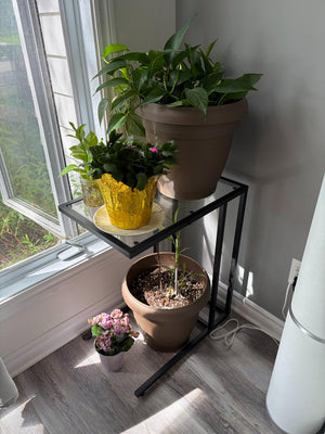 Live Indoor Potted Plants Lot
