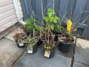 Live Outdoor Potted Plants Lot