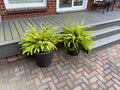 Pair Live Potted Plants