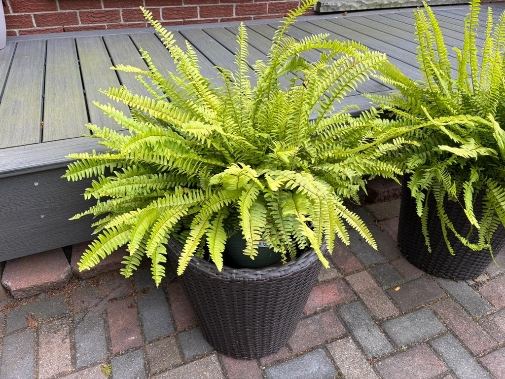 Pair Live Potted Plants