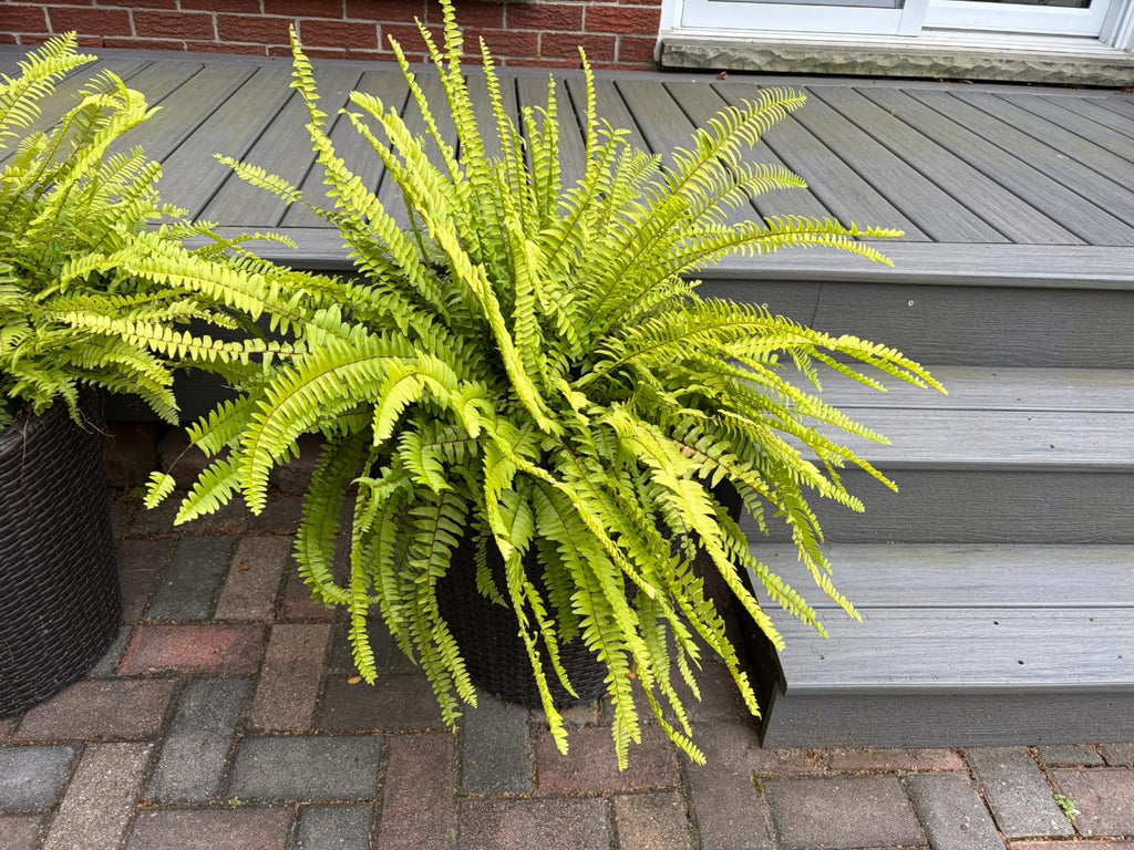 Pair Live Potted Plants