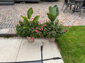Pair Live Potted Flowers