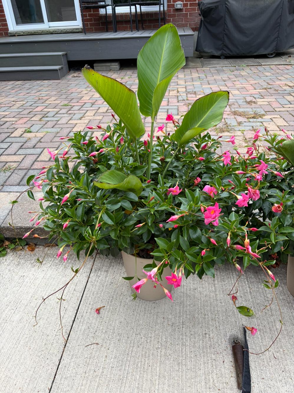 Pair Live Potted Flowers