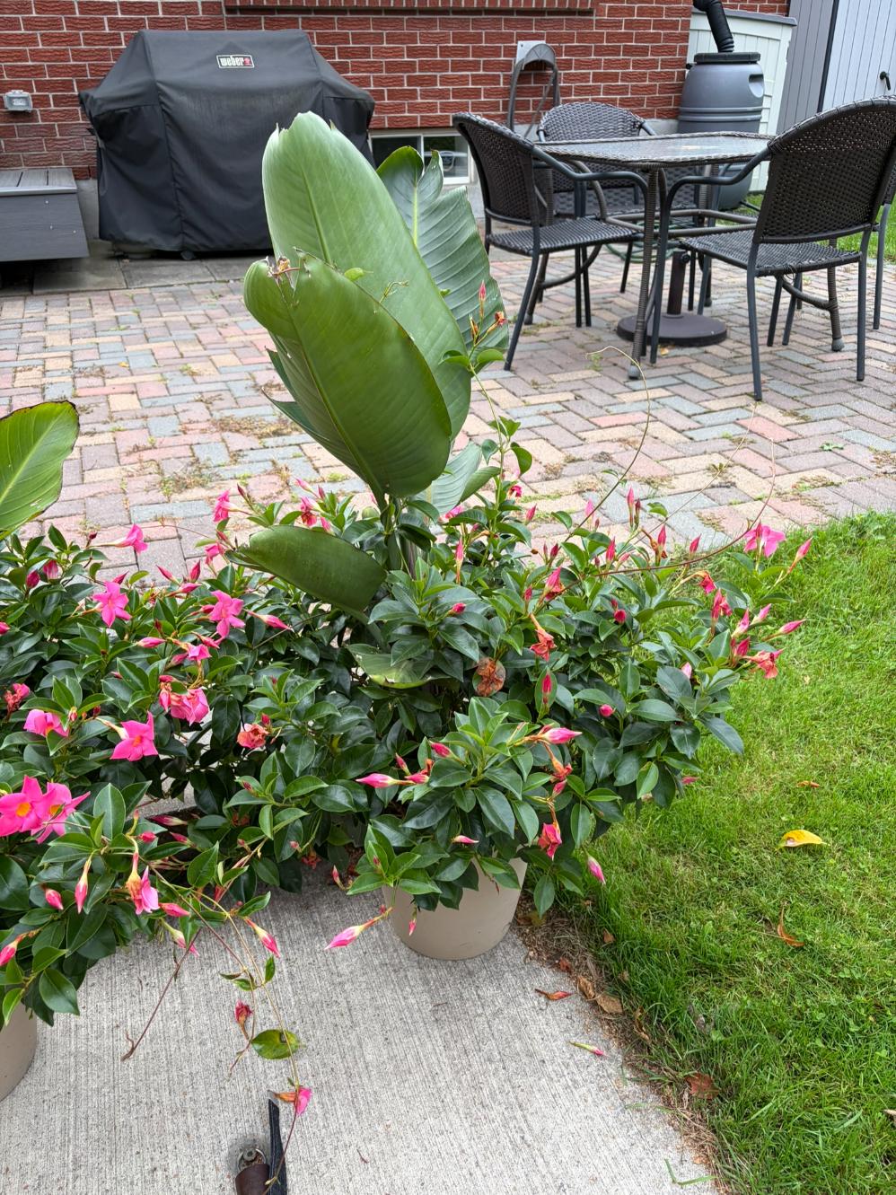 Pair Live Potted Flowers
