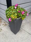 Single Live Potted Flower