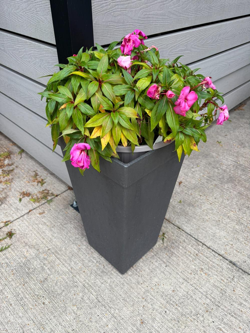 Single Live Potted Flower