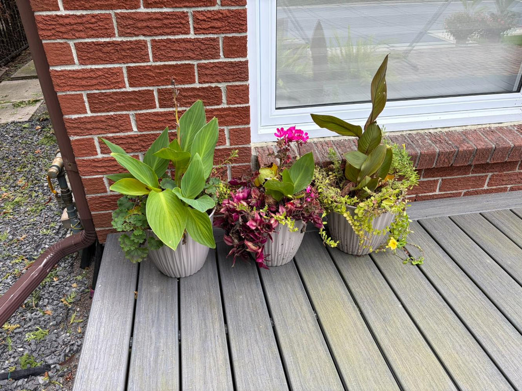 Set of 3 Live Potted Flowers