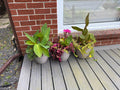 Set of 3 Live Potted Flowers