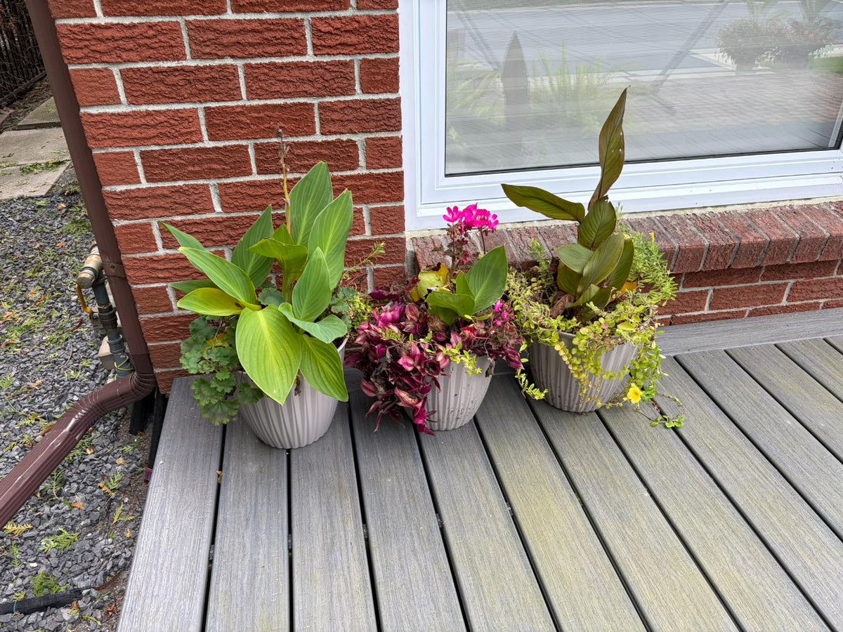 Set of 3 Live Potted Flowers
