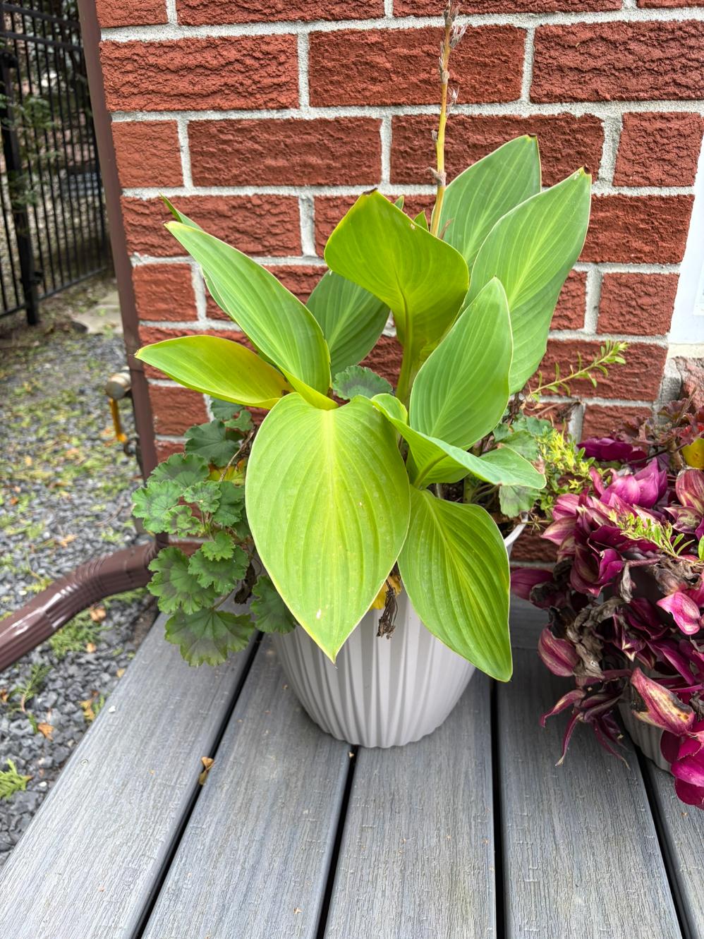 Set of 3 Live Potted Flowers