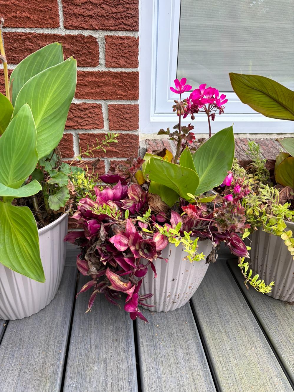 Set of 3 Live Potted Flowers