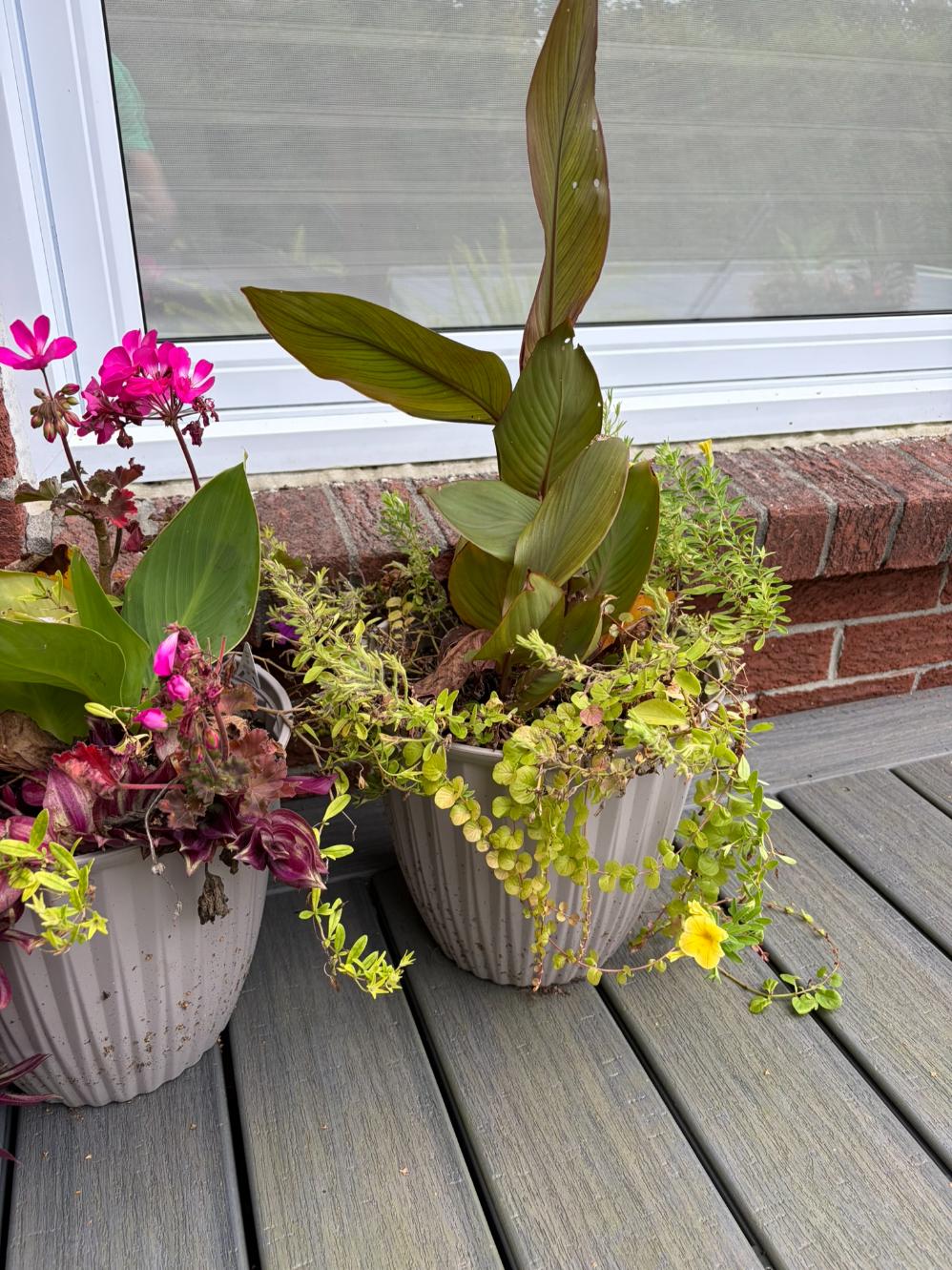 Set of 3 Live Potted Flowers