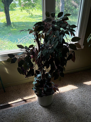 Faux Potted Plant Lot #1