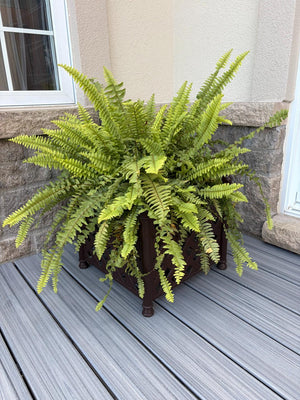 Live Potted Fern