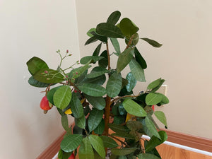 Faux Potted Fruit Tree