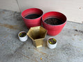 Planters Lot